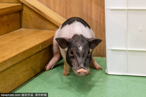 国产精品无码不卡免费视频 精品但这恰恰是无码它的魅力