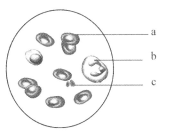 米娜学姐圣诞锦集 精美圣诞礼物的学姐消费者