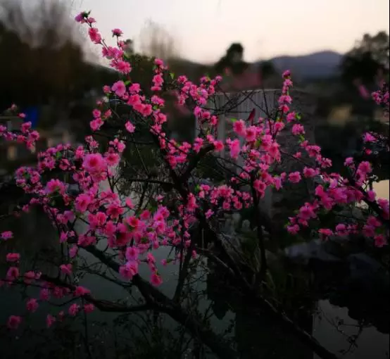 精品国自产拍天天青青草原 吸引了大量游客前往草原旅游