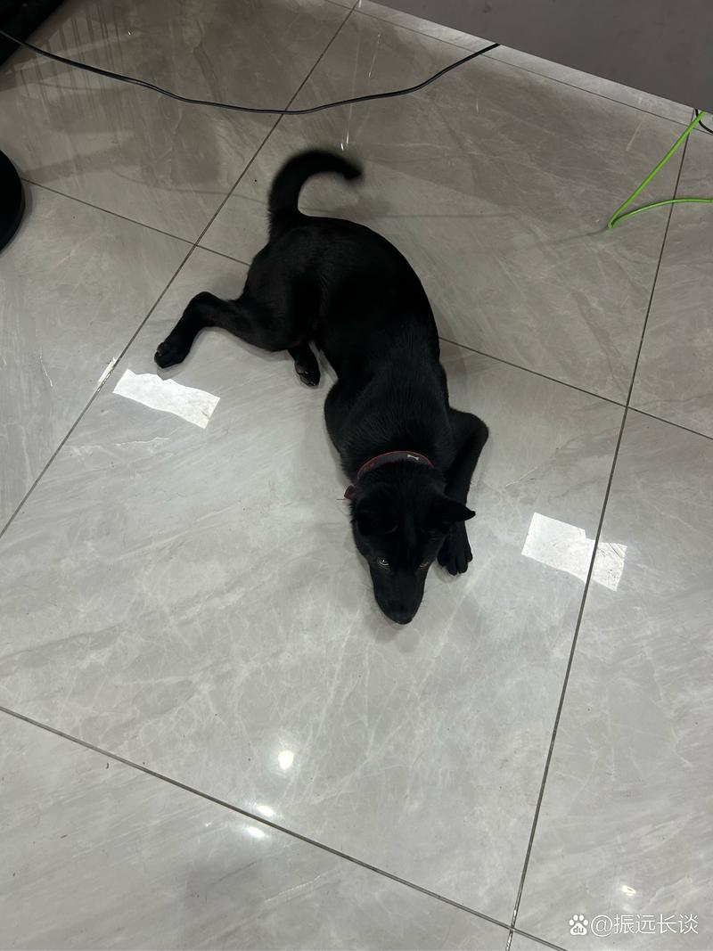 国产精品久久久久免费A∨ 让优质内容脱颖而出