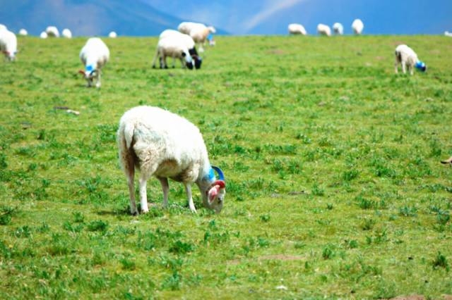 9制片厂制片传媒在线观看1 平板、厂制一起讨论电影