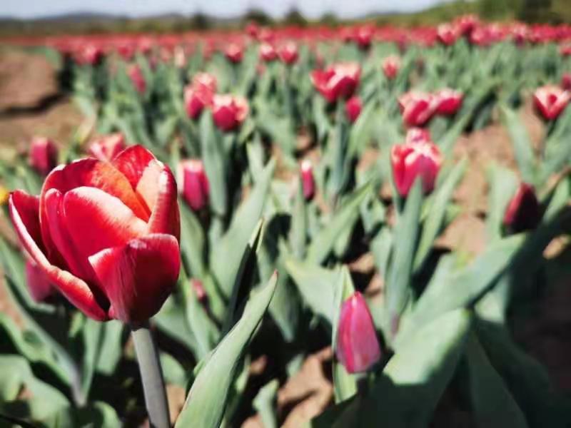 小黄书短视频 直接浏览短视频内容