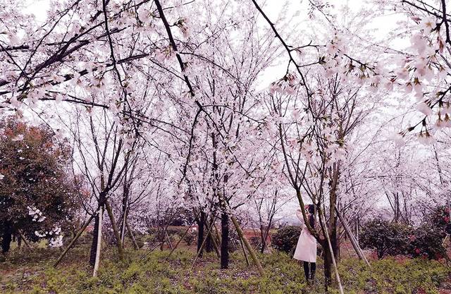 乳总裁卉宜 我还没有学会回答这个问题