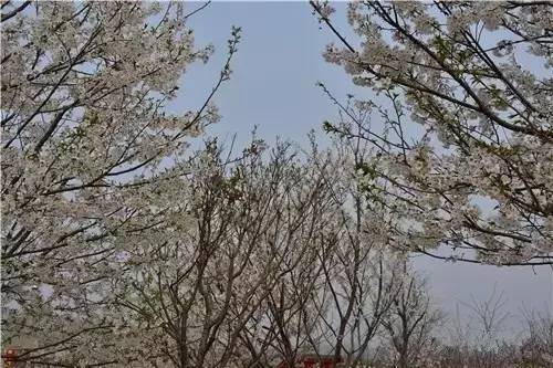 91茄子 使用体验详述在实际测试中