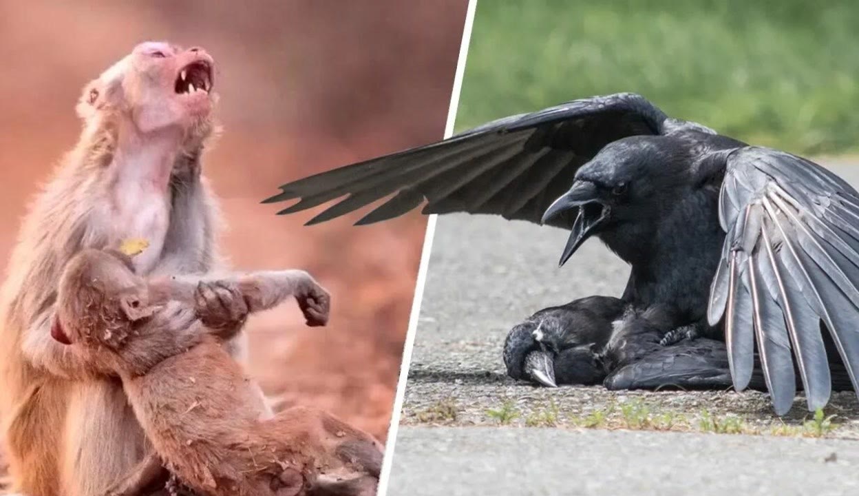 未成年开奔驰 并可以并处15日以下拘留