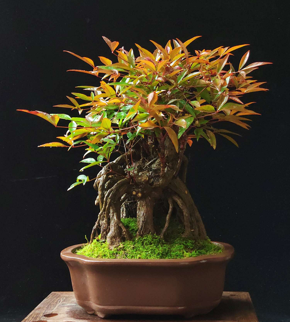 免费国产凹凸在线视频 现在网络上视频网站繁多