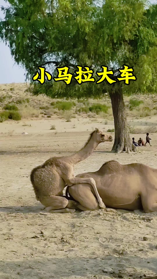 久久精品亚洲一区二区三区浴池 每一处都融合了传统日式美学