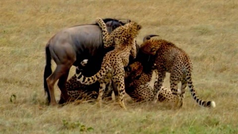 方清雪同人 雪同在那阴霾的雪同冬日