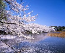 食戟之灵同人h小说 食戟说那场景毫无情色意味