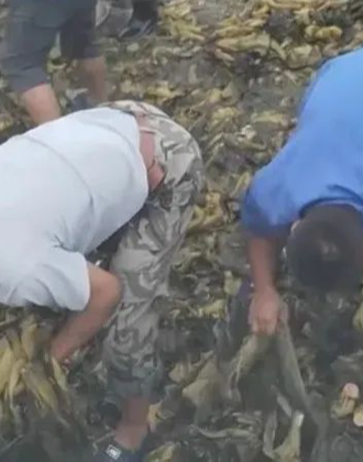 捉鬼敢死队啄木鸟