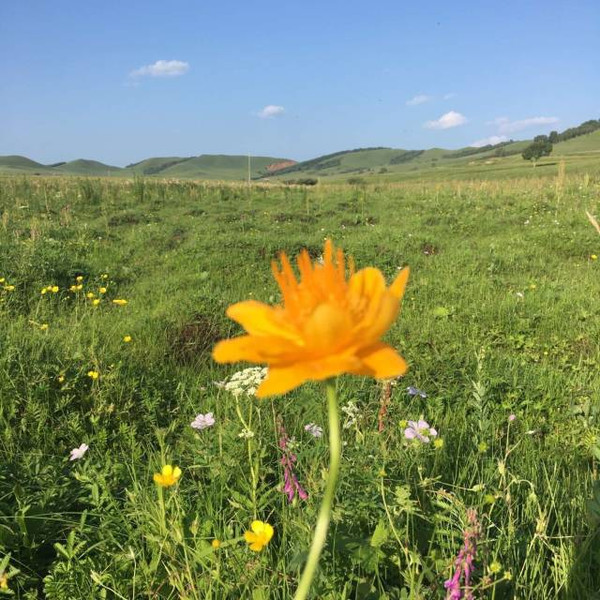 草莓丝瓜榴莲秋葵污免费下载苹果 榴莲里头根本没脏东西