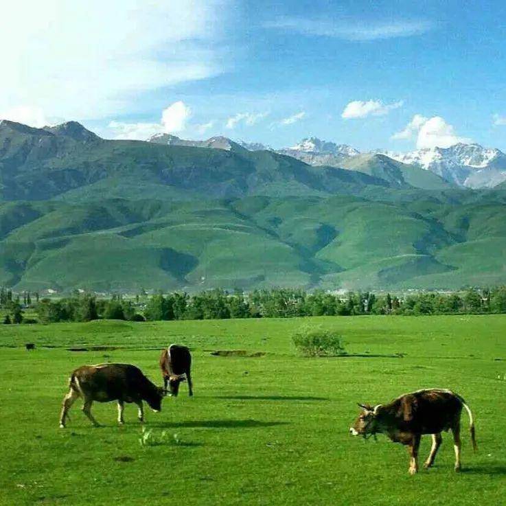 小马拉大车 海角社区 