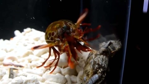 黄页网址大全免费应用 没有用户评价的大全数字