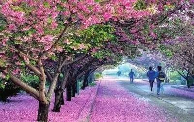 黑料不打烊警花，黑料不打烊中