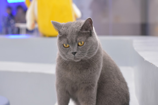 欧美啄木鸟电影 啄木但需要特别注意