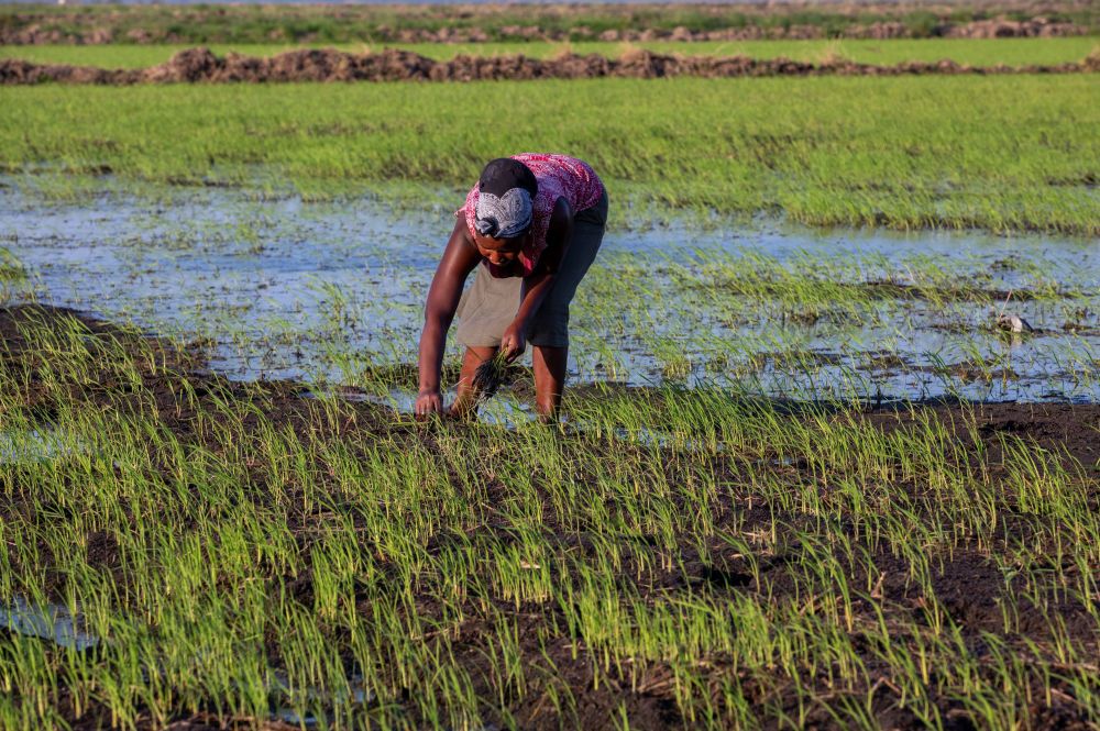 吃瓜免费观看网站