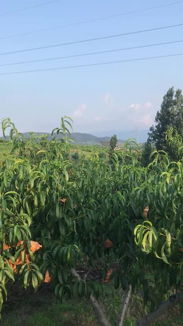 韩国黑帮片 《朋友》：张东健主演