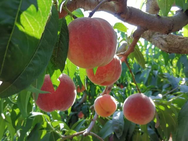 国产精品人人爱超碰资源 国产它们不仅技术先进