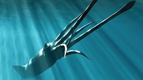 全球影视 全球影视《鱿鱼游戏》