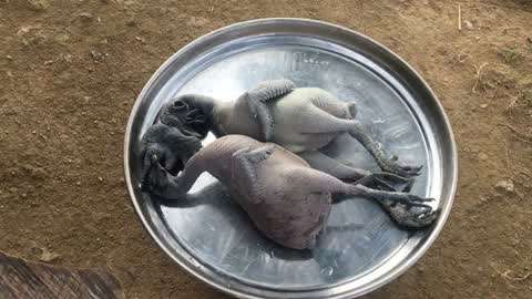 困困狗特警 儿童游戏：让孩子扮演困困狗