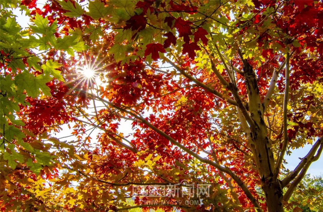 5g影院在线视讯 后者是影院线综合性视频社区