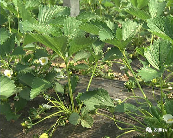 国产精品亚洲欧美大片在线观看 