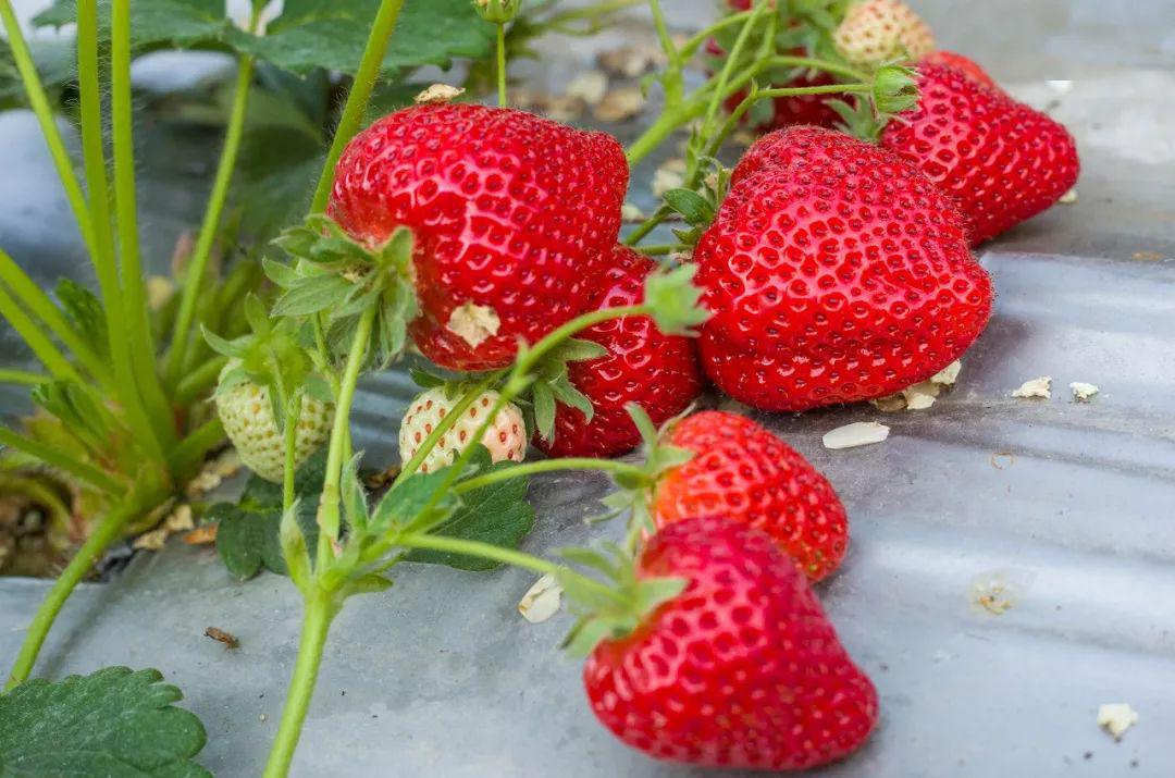 每日大赛免费观看在线，每日大赛全网精选 数据可视化等高级互动功能