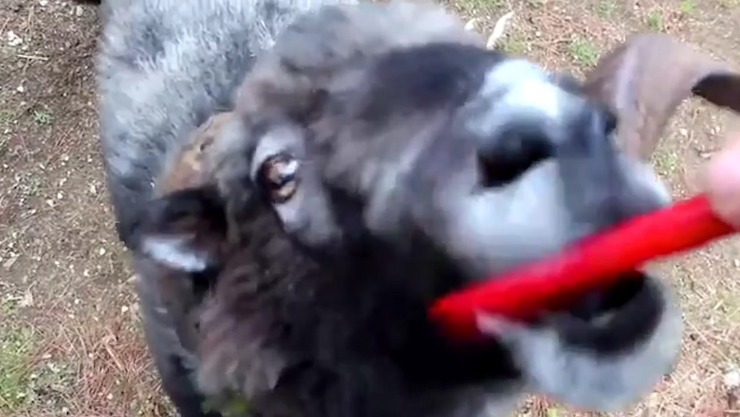 国产精品香蕉视频91 香蕉不仅保护了用户权益