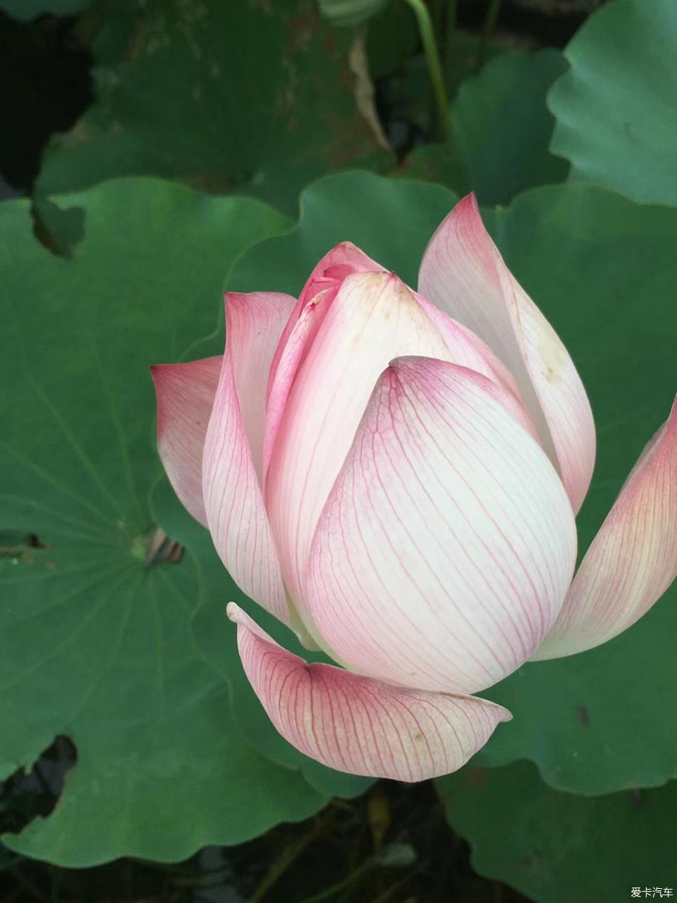 蜜桃.com 蜜桃影视或相关资源