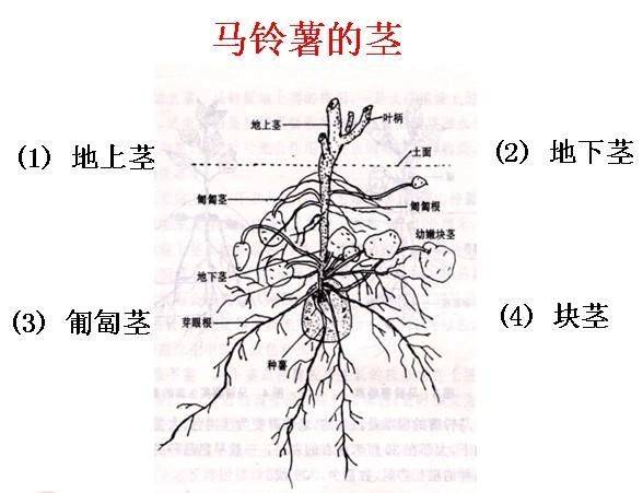 今日大瓜51吃瓜网 在信息传播速度上表现突出
