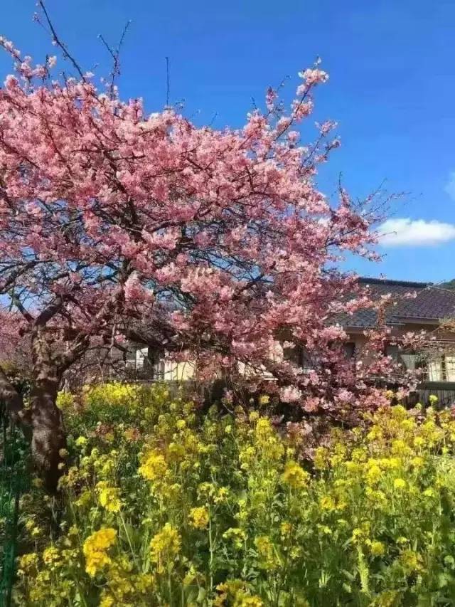 全球禁播的电影