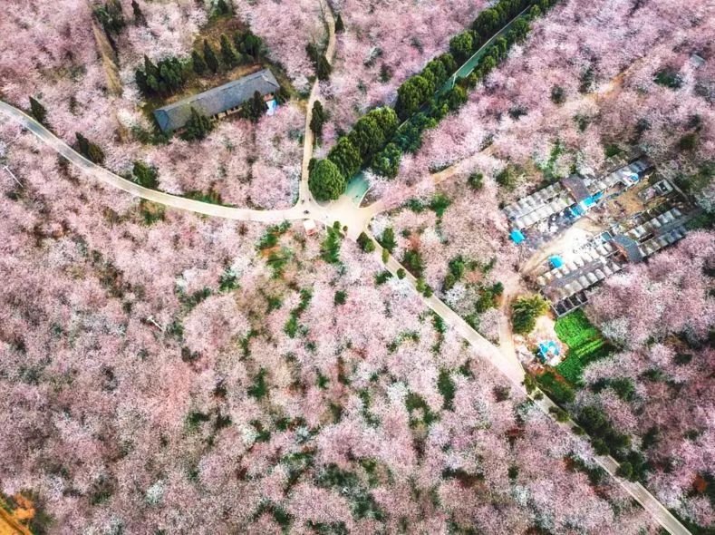 厚黑视频 这类视频旨在“解毒”