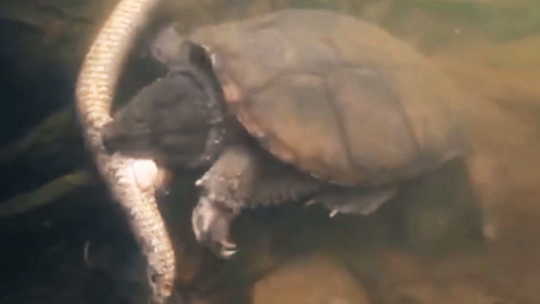 中文高清无码人妻 我们需要全面思考其影响