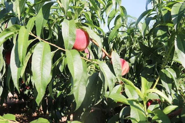 日本成人综艺节目运动会