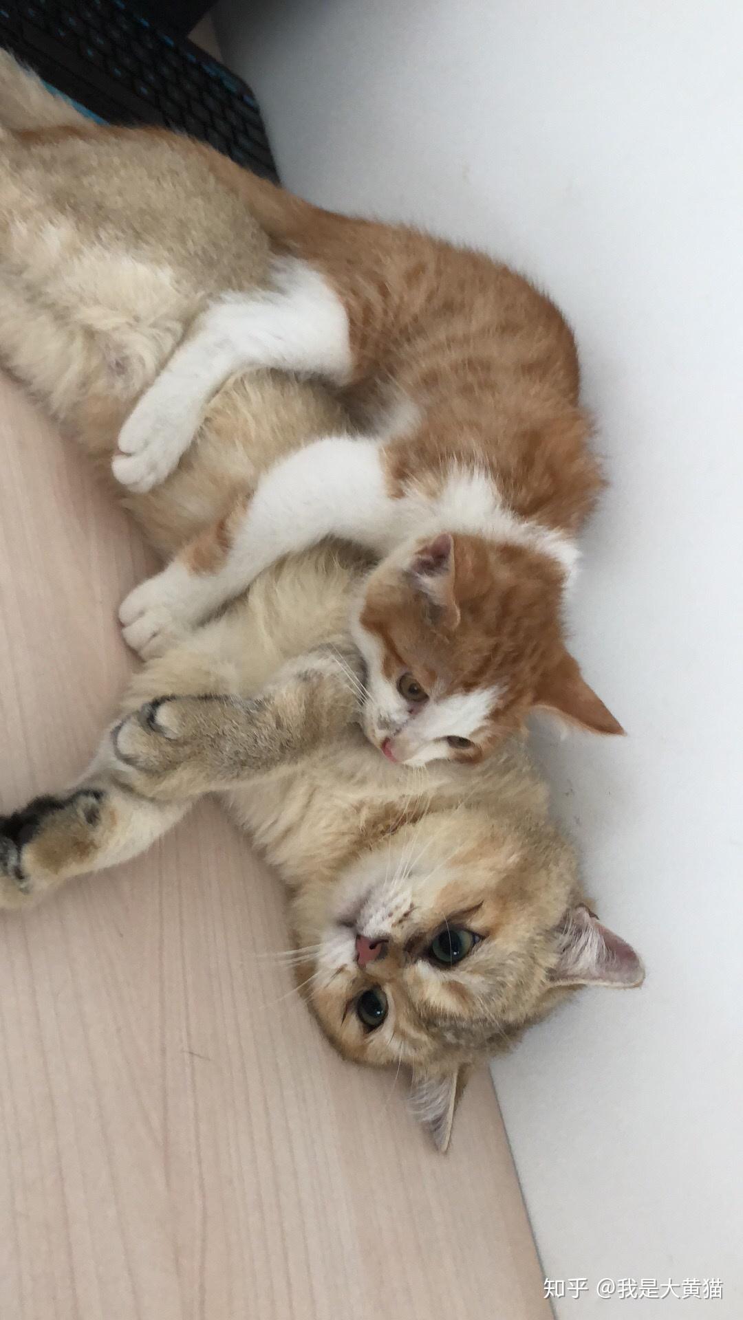 嘟嘟嘟www在线观看免费高清 我自己的嘟嘟嘟经验是