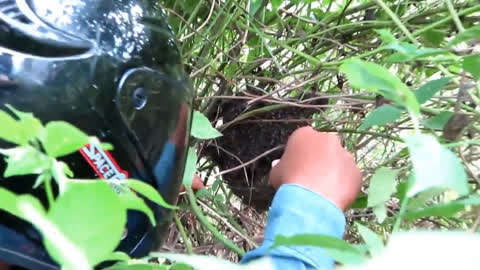 啄木鸟有情节黑丝