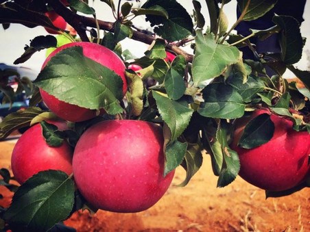 麻豆困困狗 困困如果你有其他问题