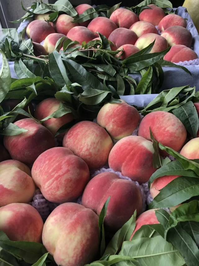 国产精品99久久久久久人四虎