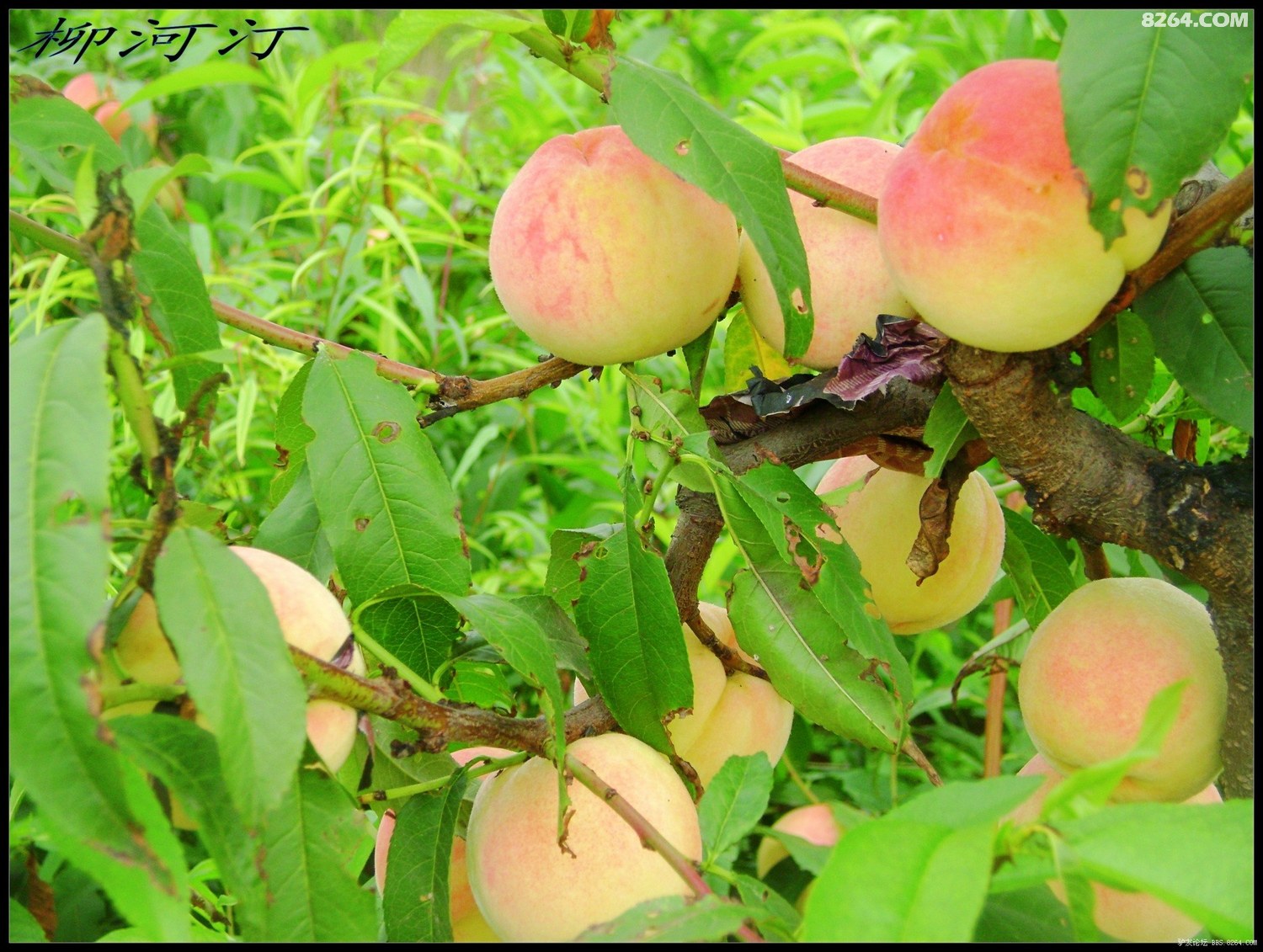 欧美7788 欧美欧美如果你有其他问题