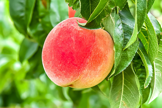 受精挑战 融合、受精挑战您好