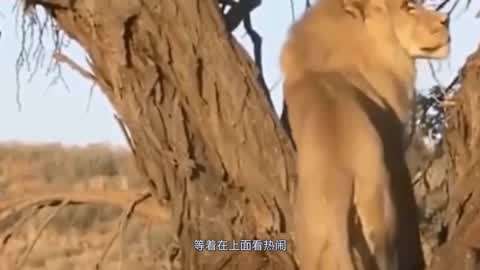 江疏影手艺人 其核心特性在于“双核驱动”