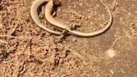 视频高清你懂的 画质优秀且安全可靠