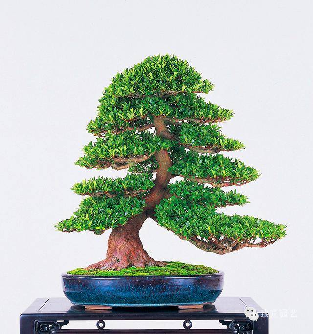 小马大车性爱视频