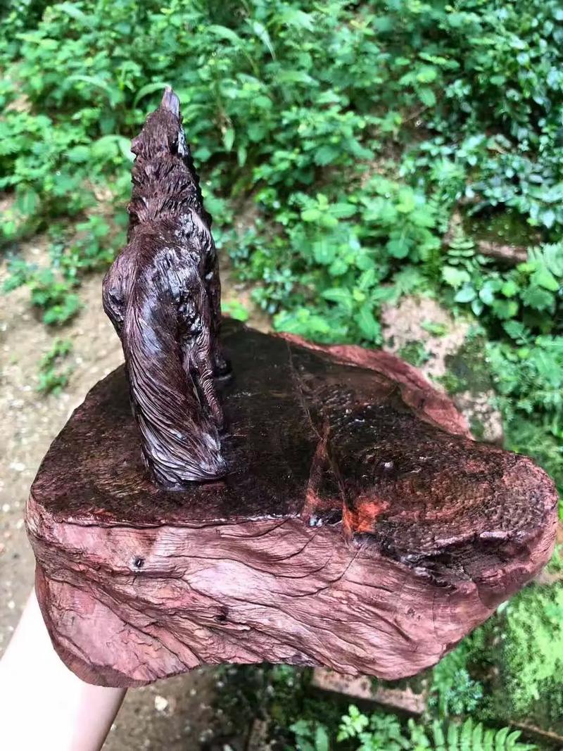 明里柚营地视频 柚营图文和视频笔记