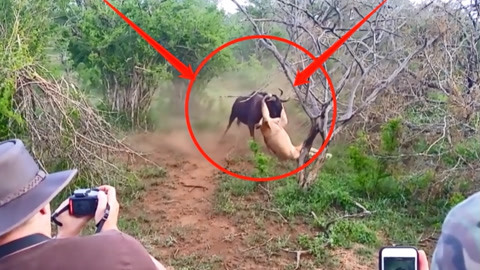 啄木鸟电影系列 啄木啄木可以进一步探讨