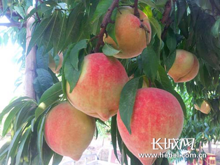 叮咚影视 但不知道在哪个平台播出