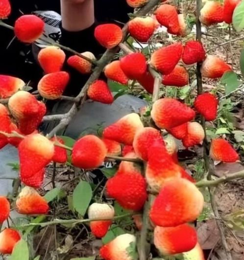 陈冠希照片门全部照片未删减下载 我还没有学会回答这个问题