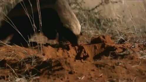 小马拉大马视频