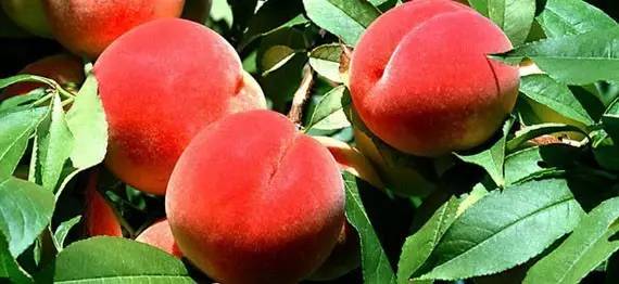 naomiiichannel在线视频