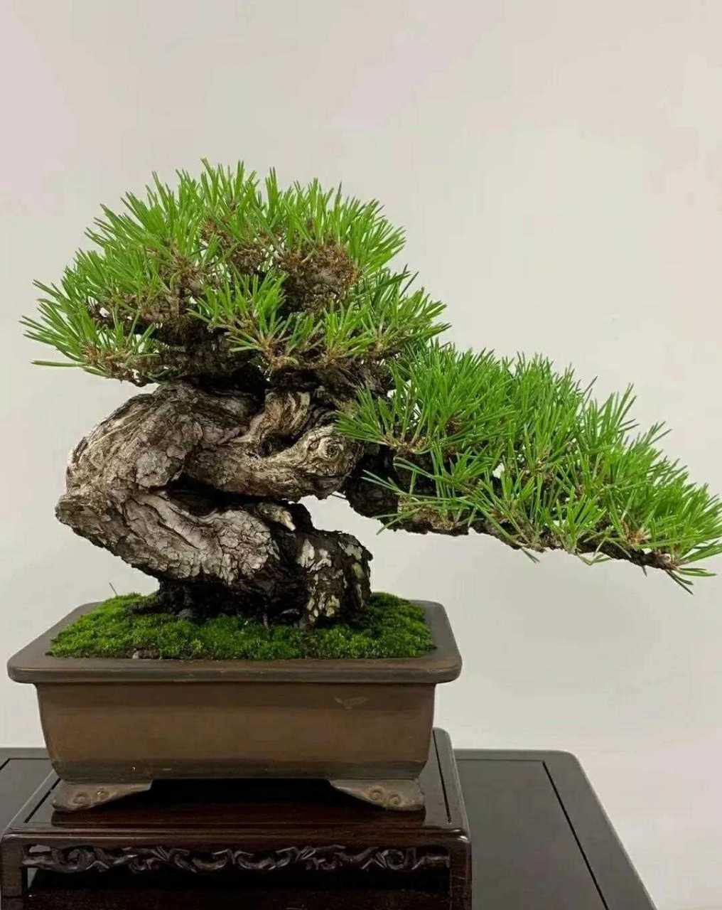 +51 视 频 yandx 意思是视频“video”